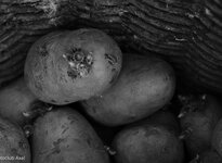 Lieve Aardappel Lieve Aardappel