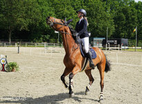 Concours Hippique Concours Hippique